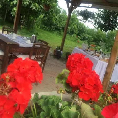 Rossella Villarella Dei Tulipani