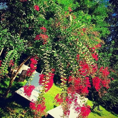 Rossella Villarella Dei Tulipani Bed and breakfast Asti