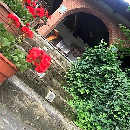 Rossella Villarella Dei Tulipani